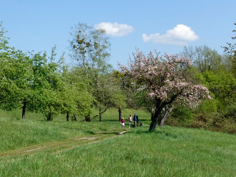 Spaziergänger im Seeried