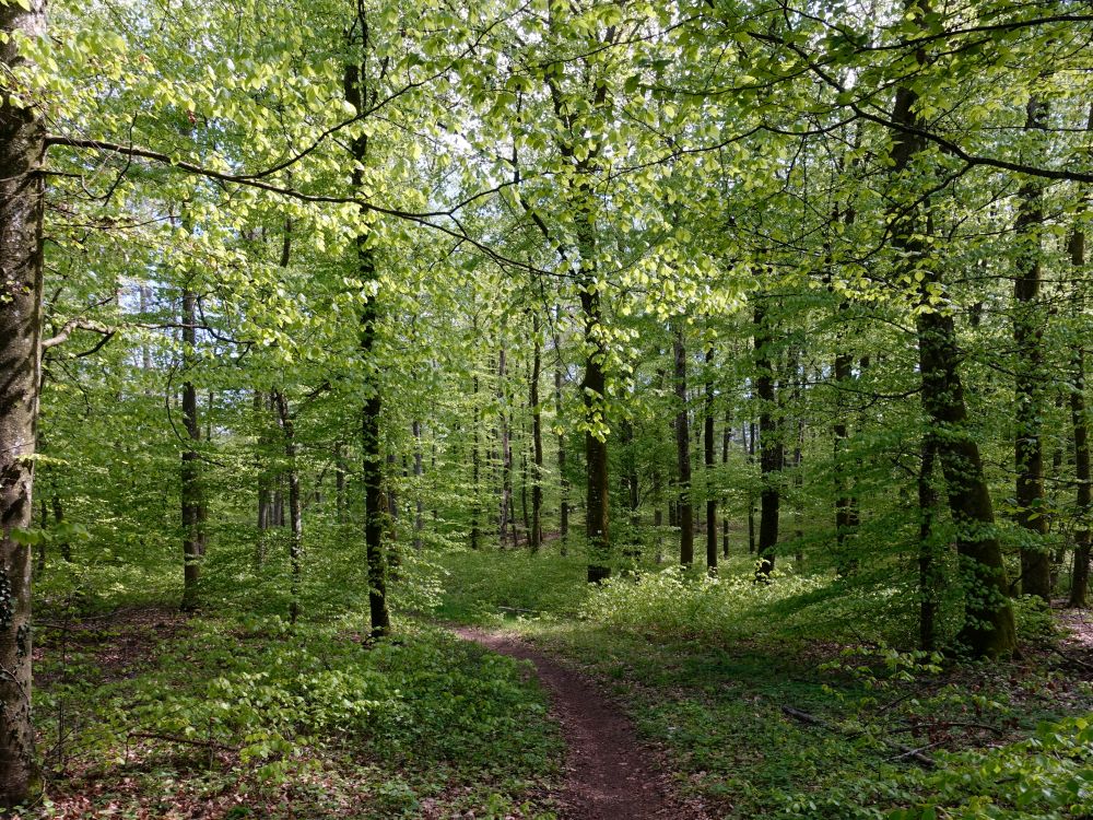 Waldweg