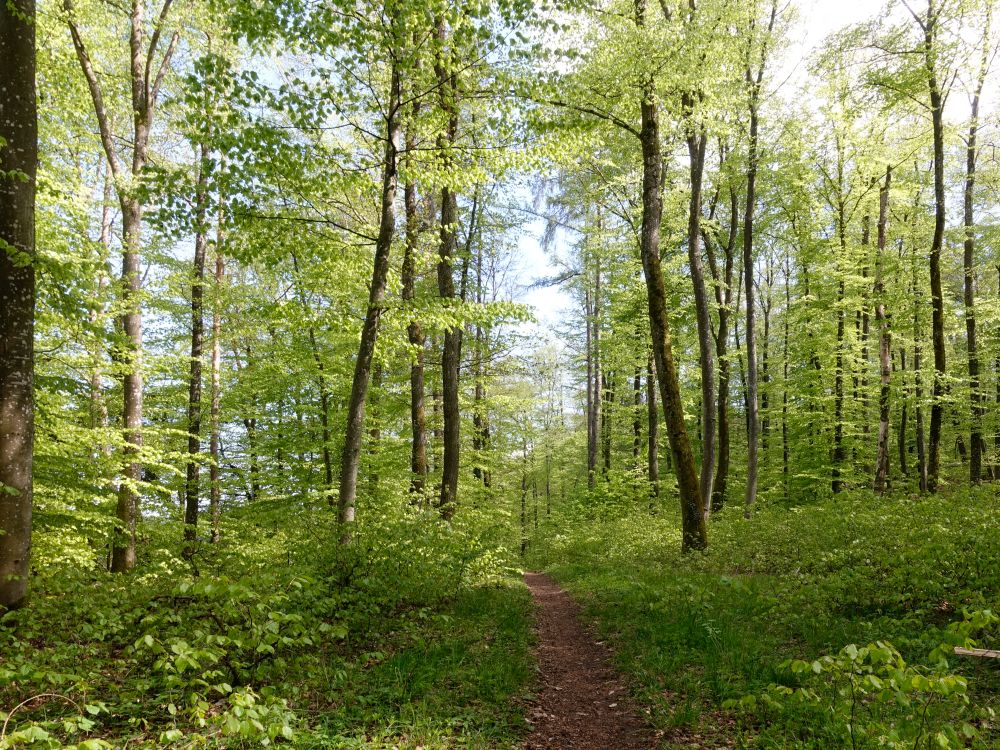 Waldweg