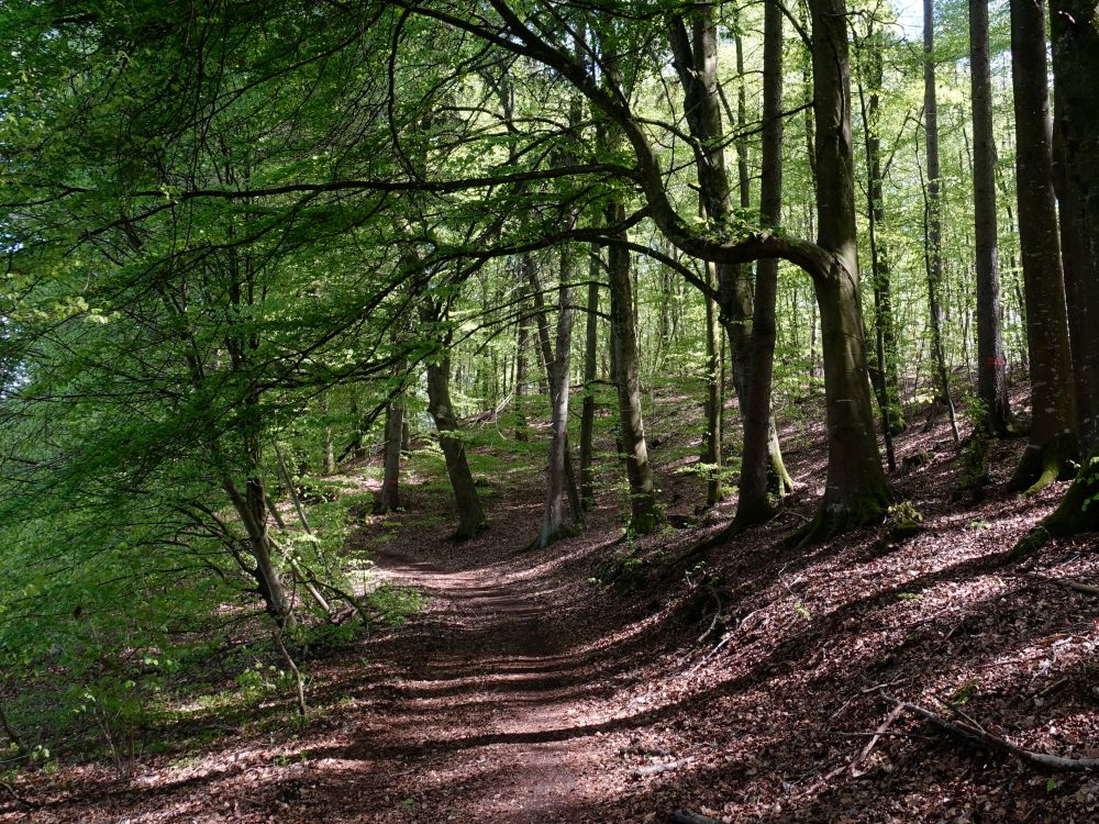 Waldweg