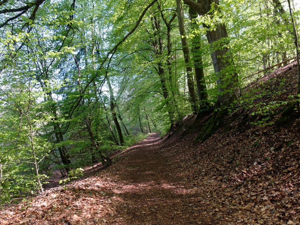 Waldweg