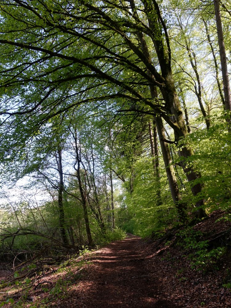 Waldweg