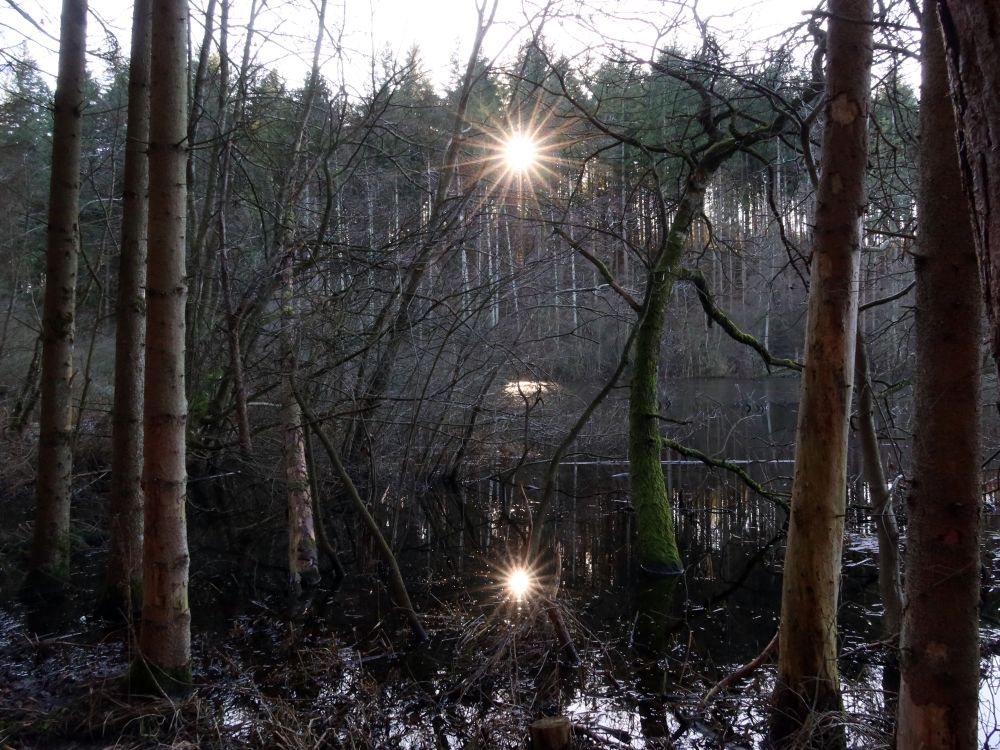 Sonnenstern mit Spiegelung