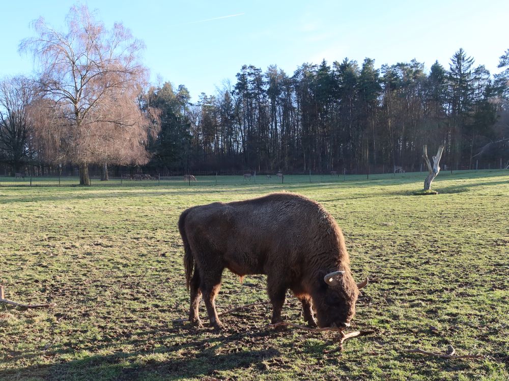 Wisent