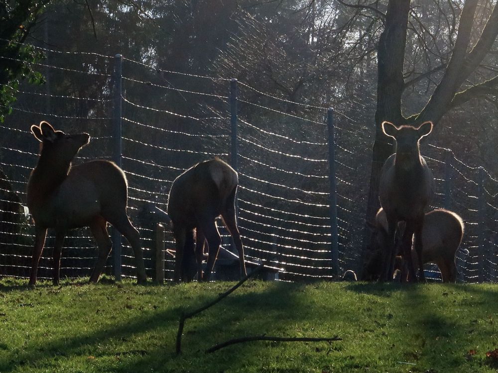 Rotwild im Gegenlicht