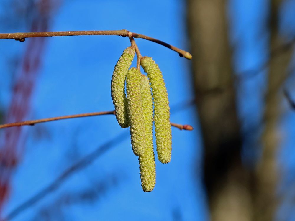 Haselnussblüte