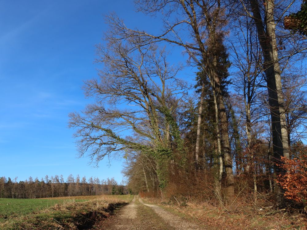 Waldweg am Heidenbühl