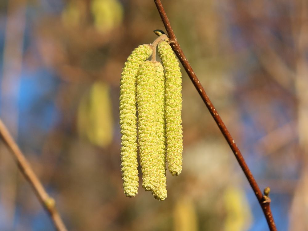 Haselnussblüte