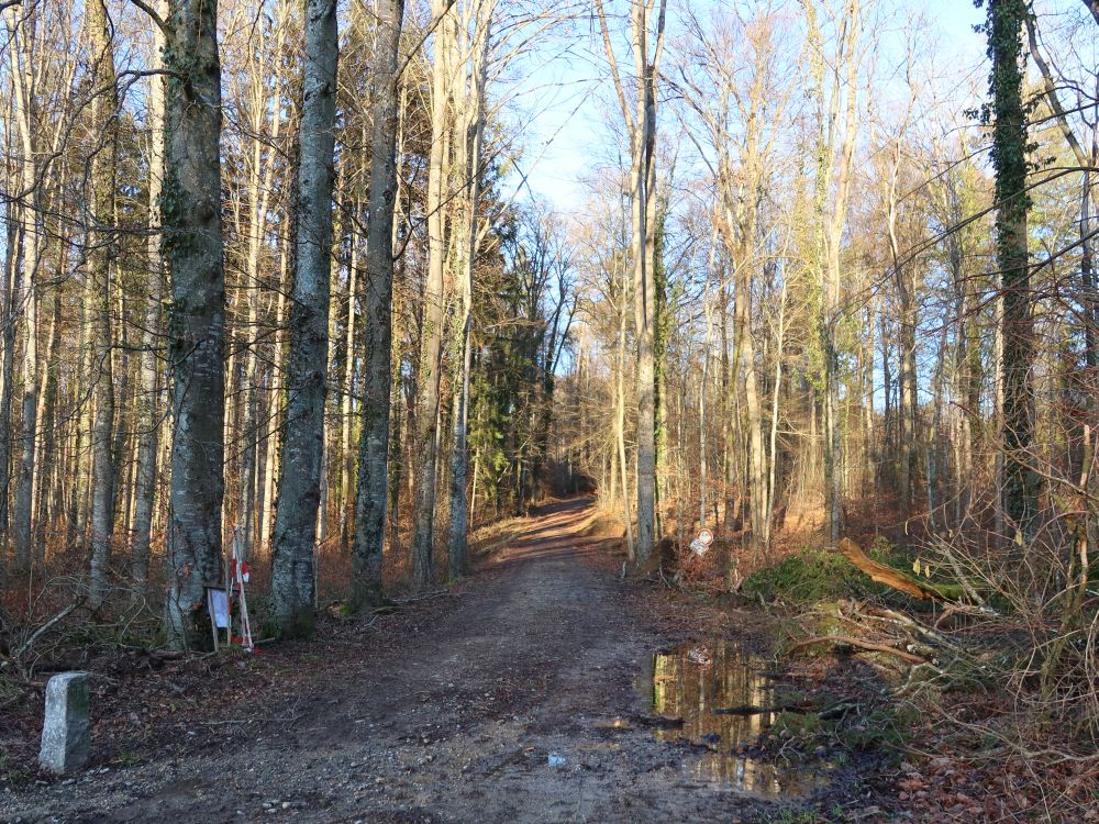 Waldweg