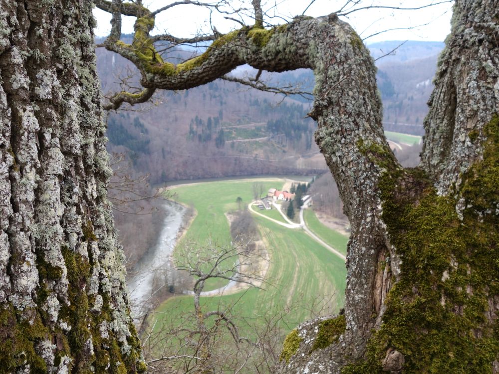 Donau und St. Maurus im Feld