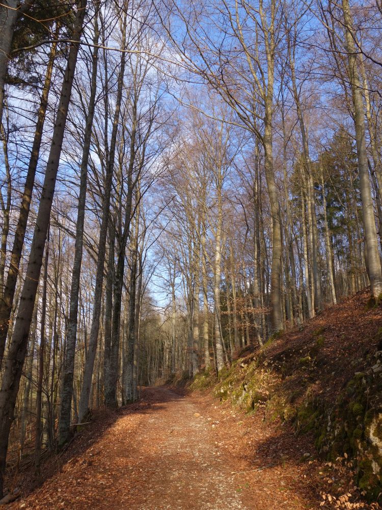 Waldweg Wildenstein - Beuron