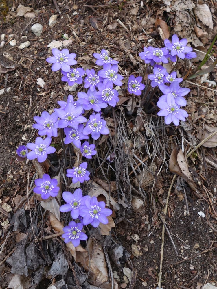 Leberblümchen