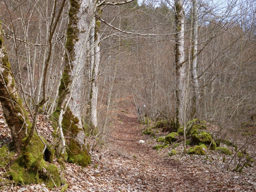 Weg zur Burg Wildenstein