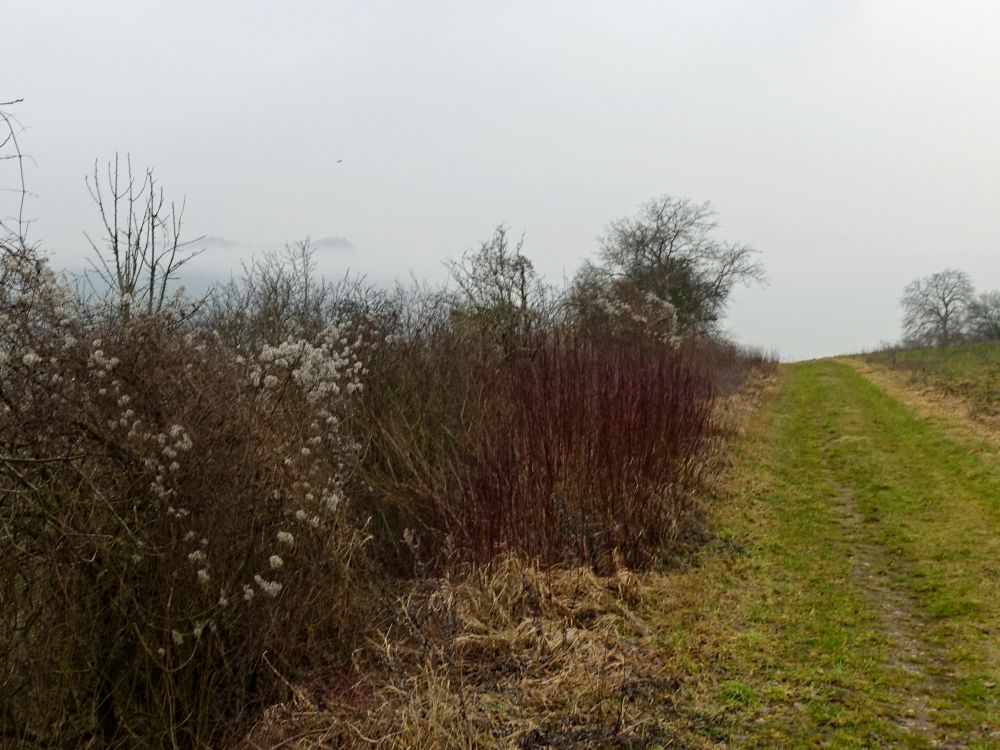 Hohenstoffeln überm Nebel