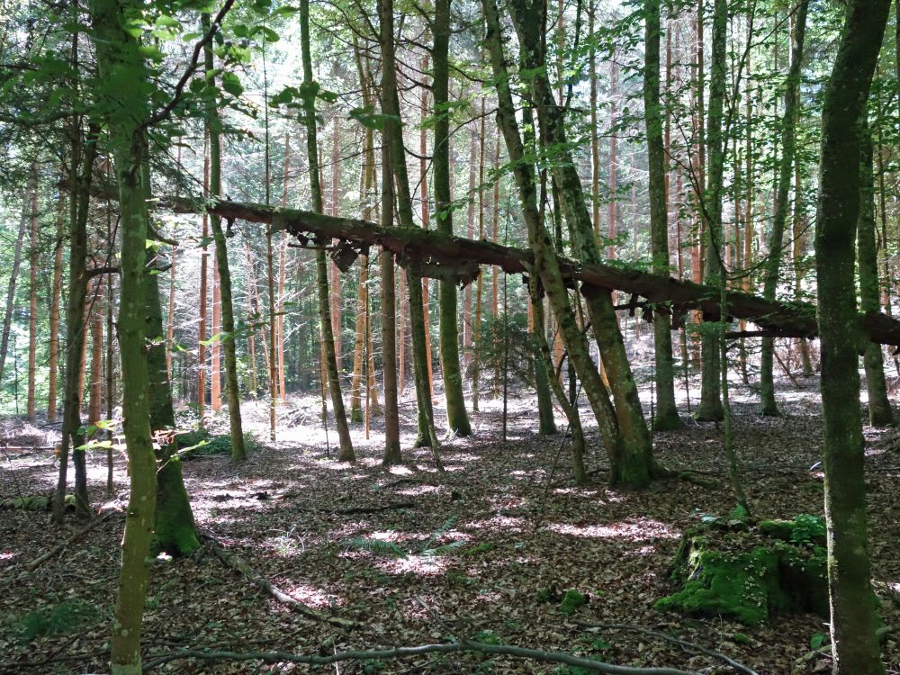 Wald bei Adelisblle