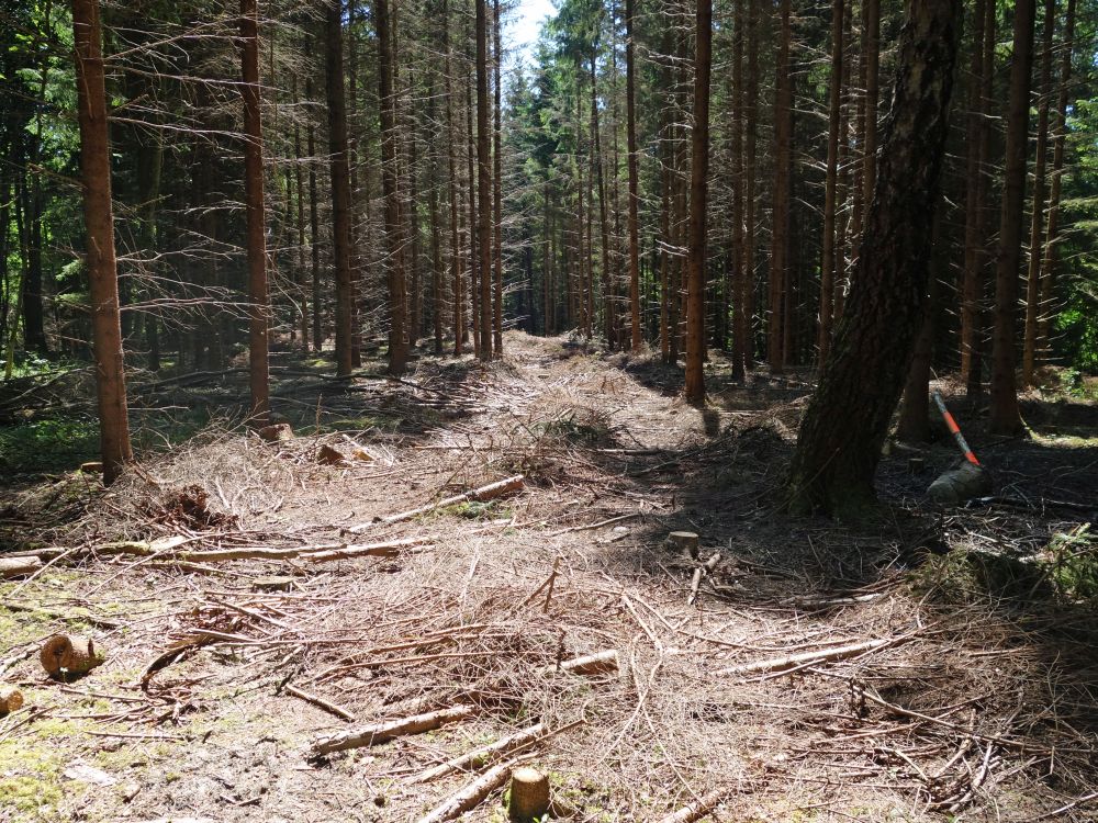 Wald bei Adelisblle