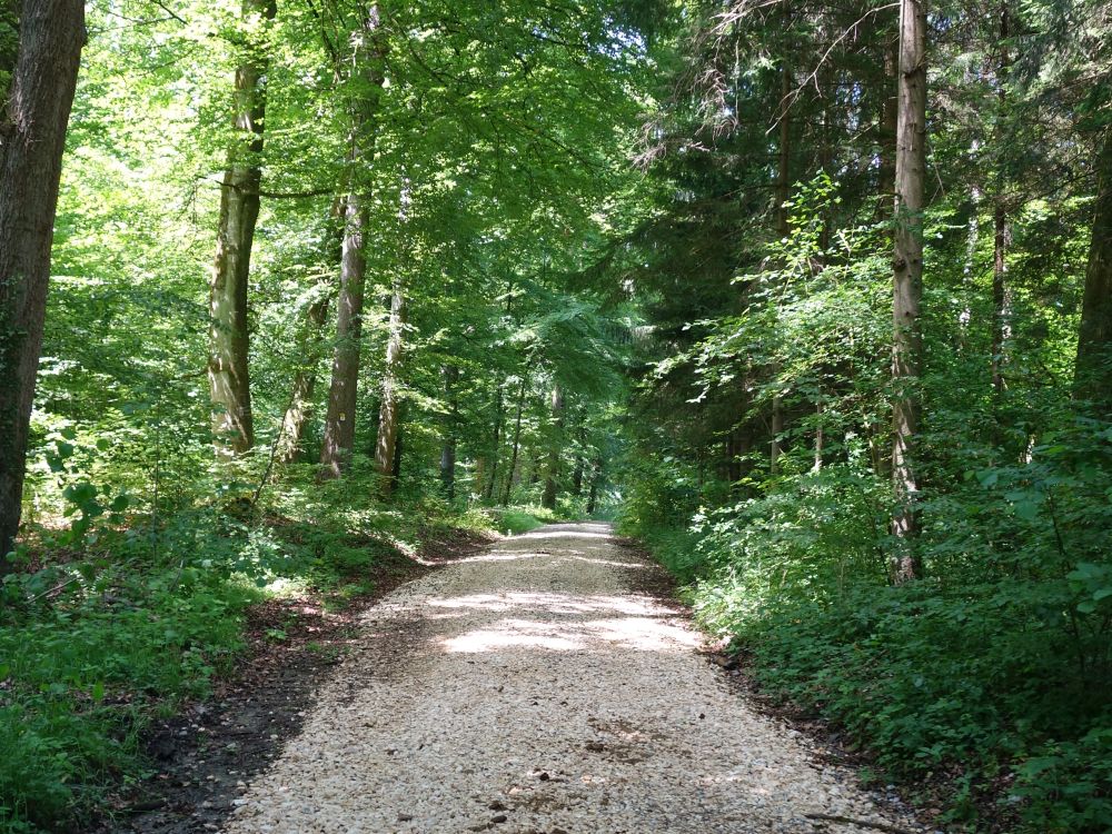 Waldweg