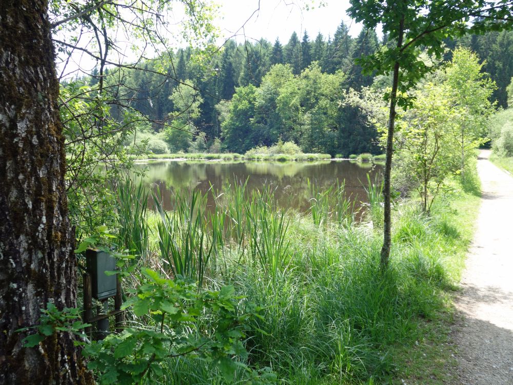 Weiher bei Oberdorf