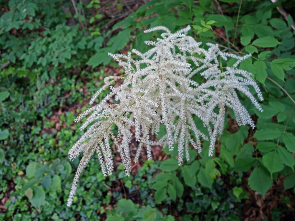 Blüte