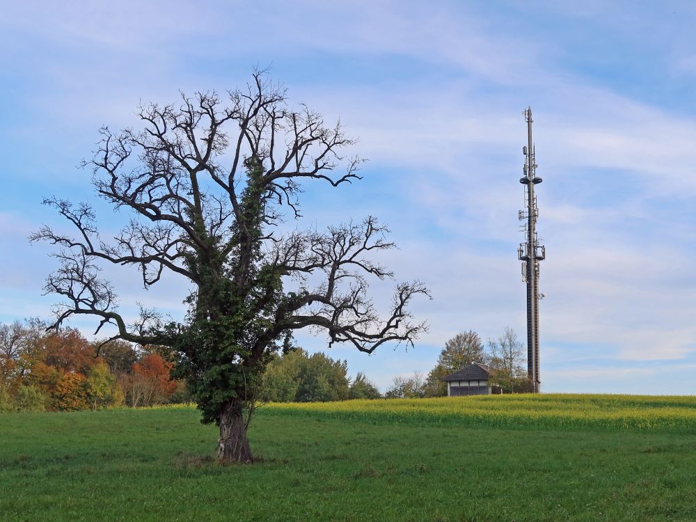 Baum und Funkmast