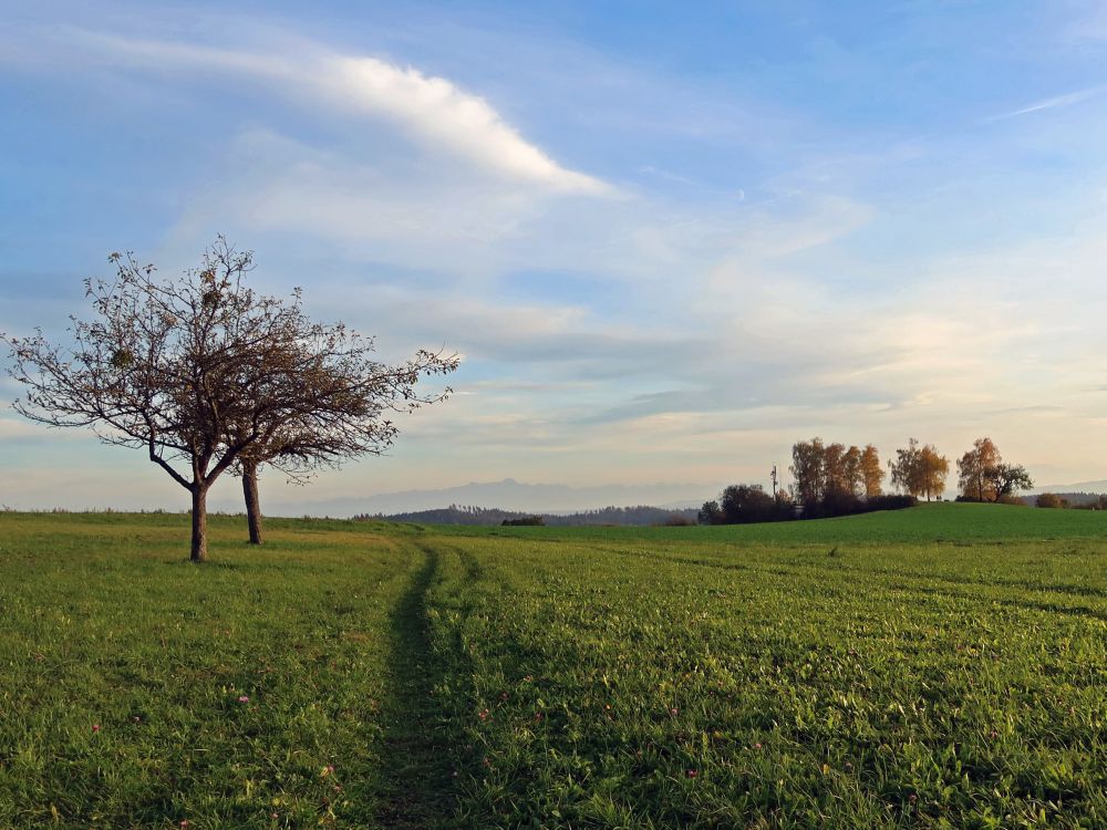 Wiesenpfad am Duttenbühl