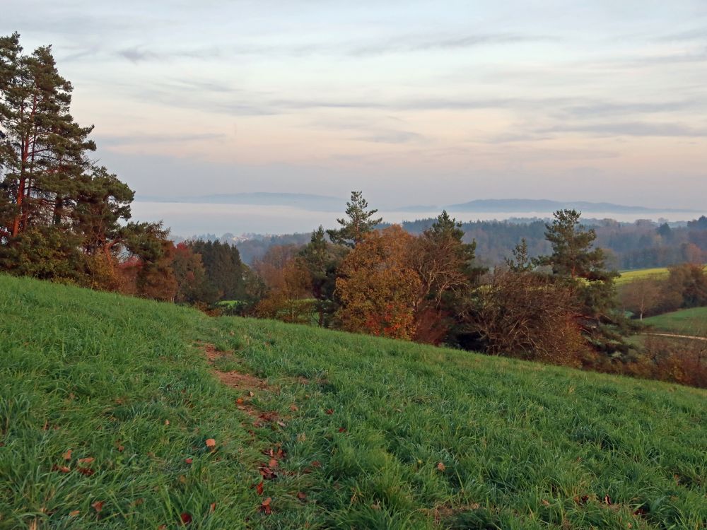 Nebel überm Überlingersee