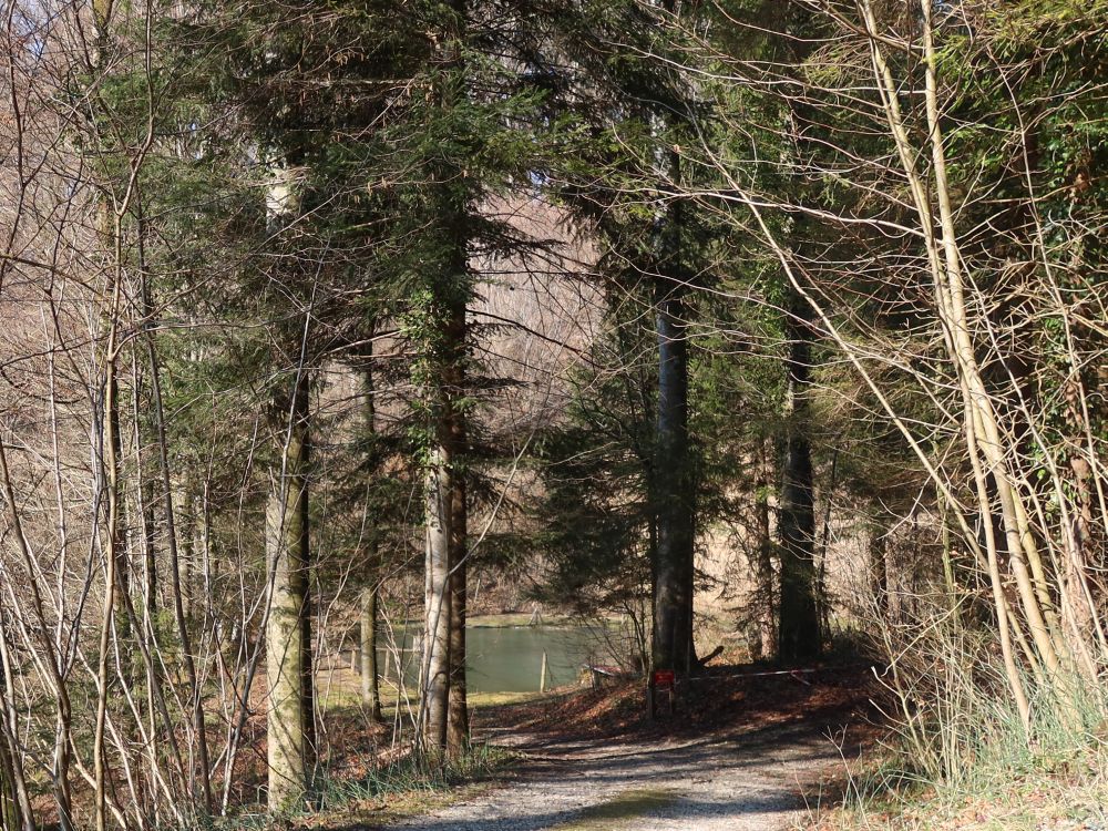 Teich im Burgtobel