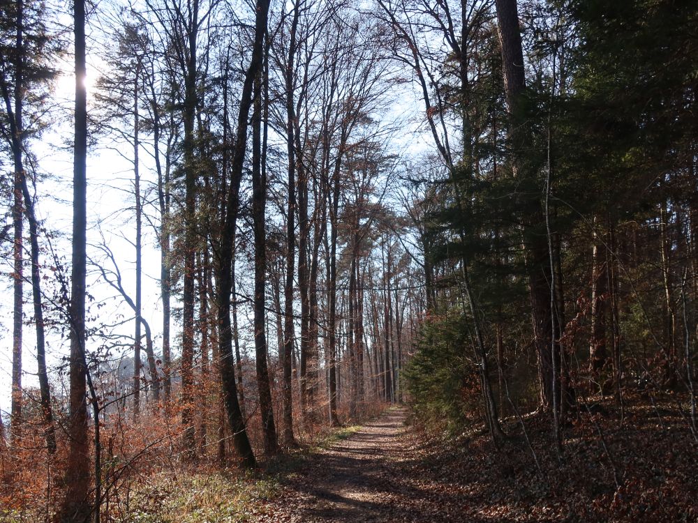 Waldweg