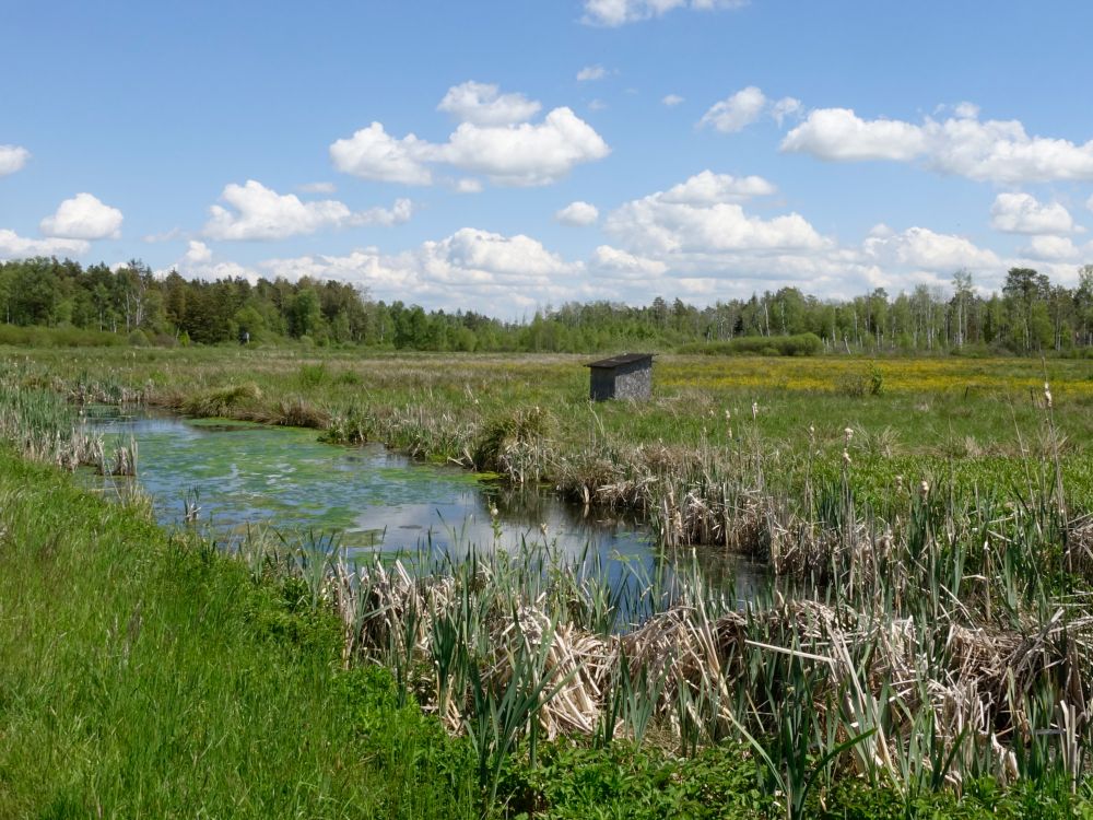 Teich in den Schneitenwiesen