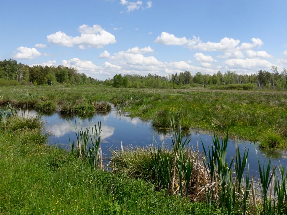 Teich in den Schneitenwiesen