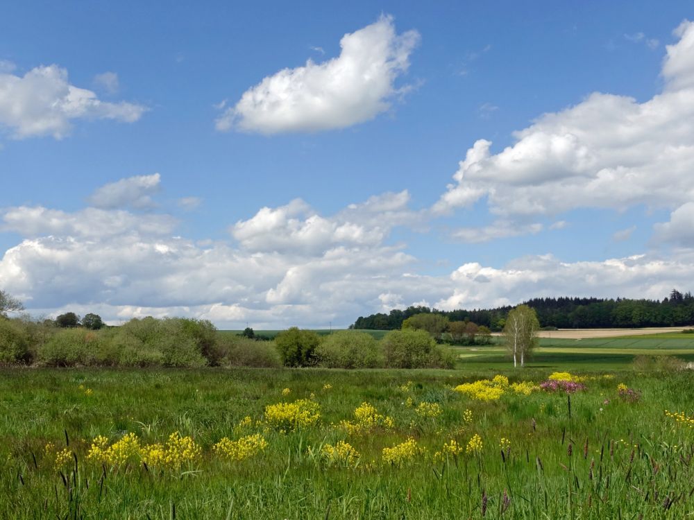 Blumenwiese