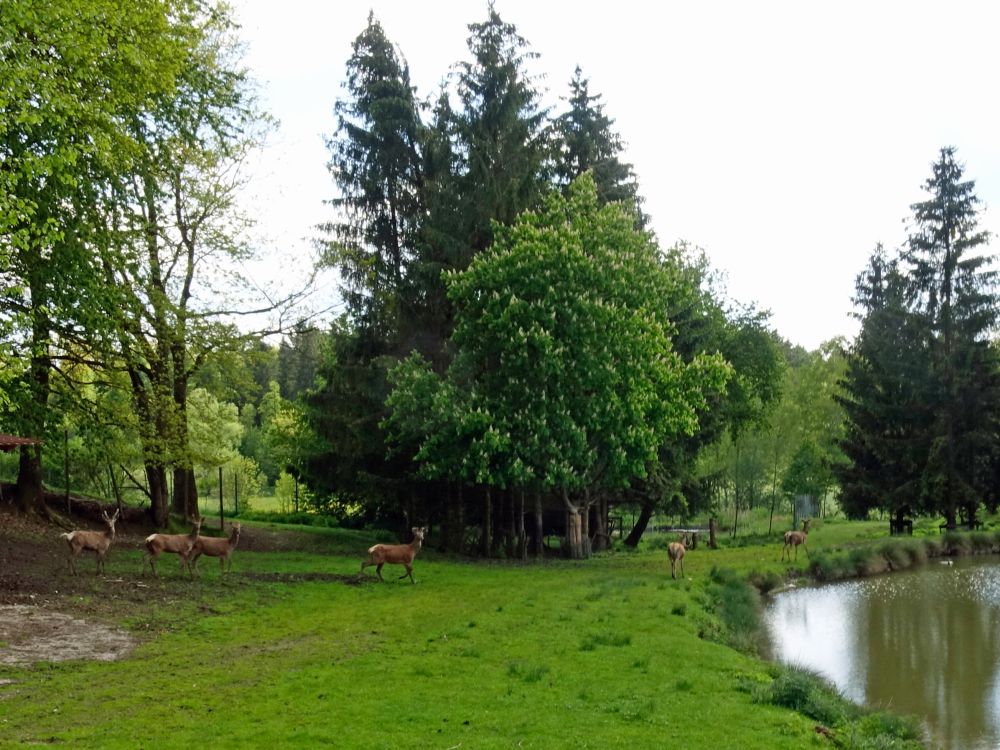 Rehe im Gehege