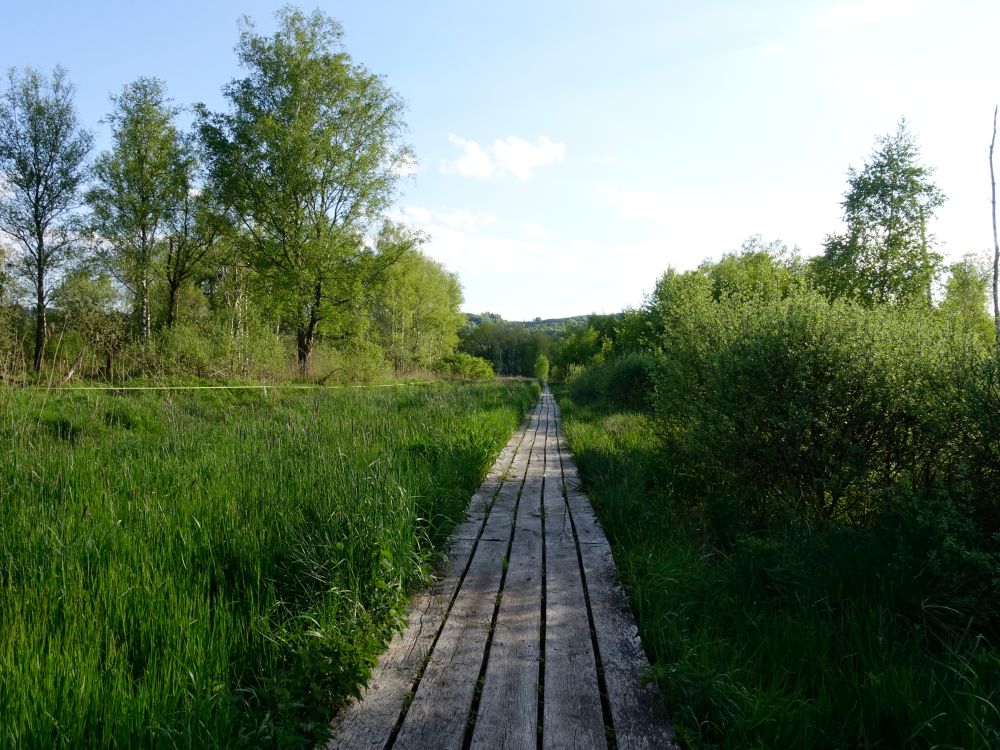 Steg durchs Moor