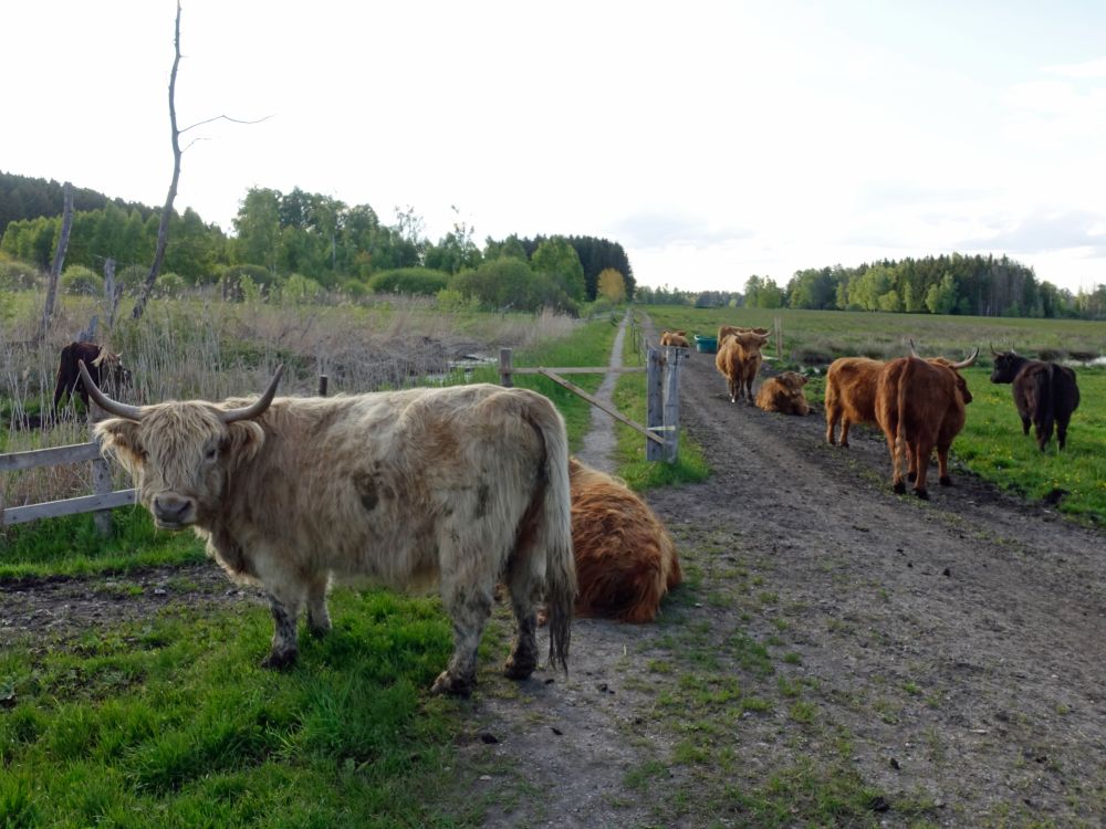 Wegblockade durch Rinder