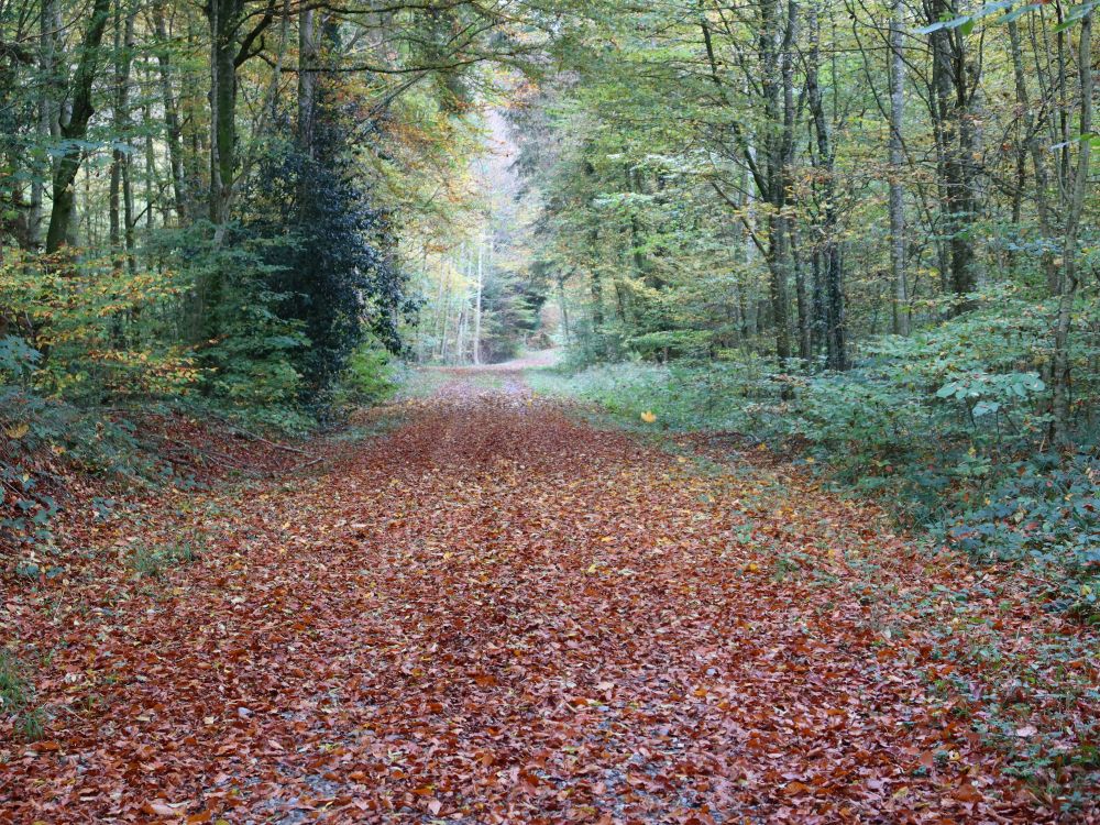 Waldweg