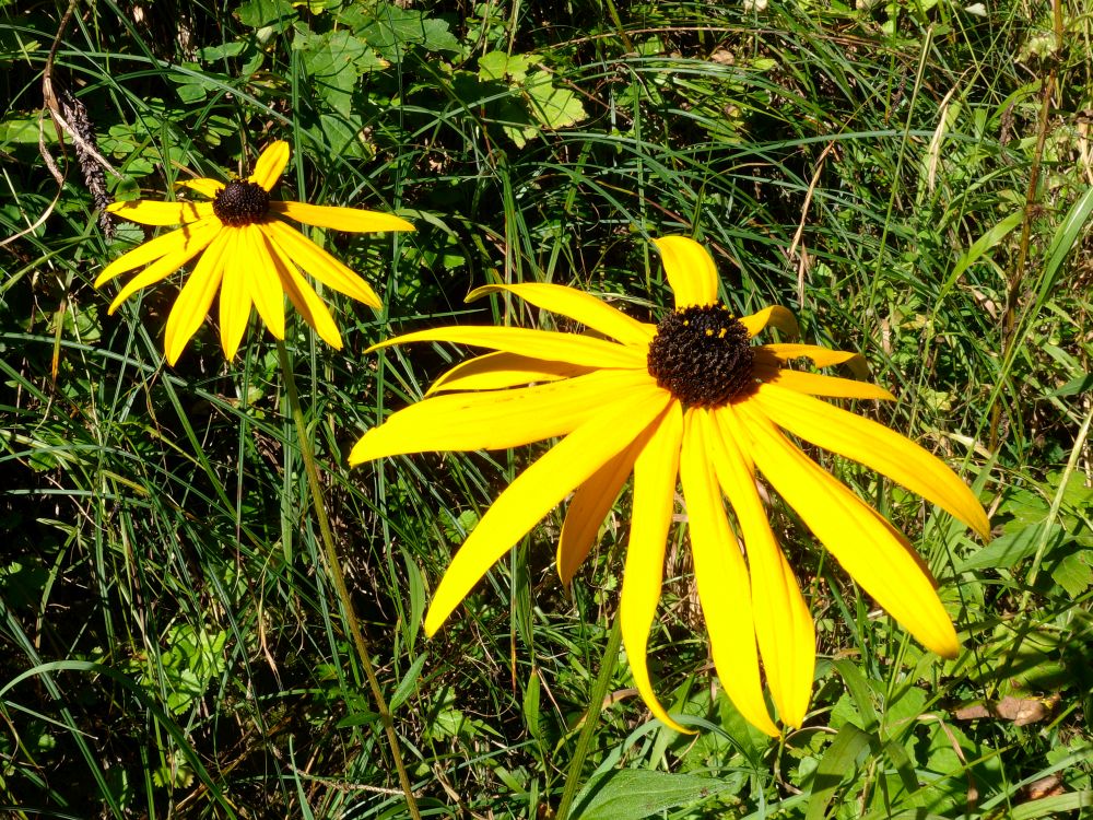 Blüte Sonnenhut