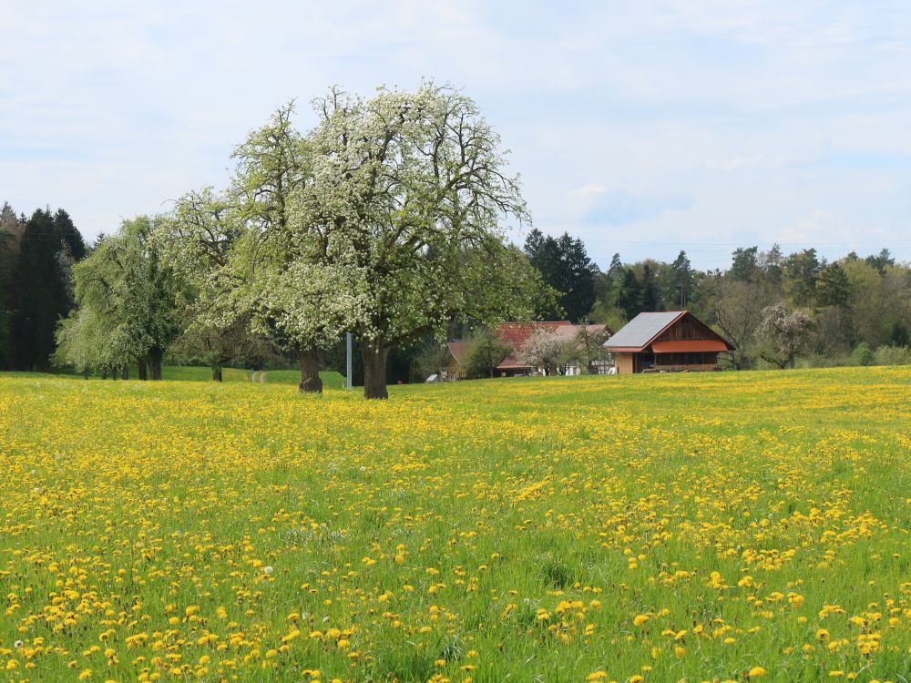 Löwenzahnwiese und Chrattenhof