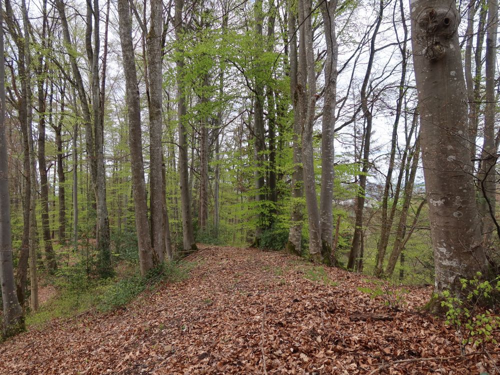 laubbedeckter Waldweg