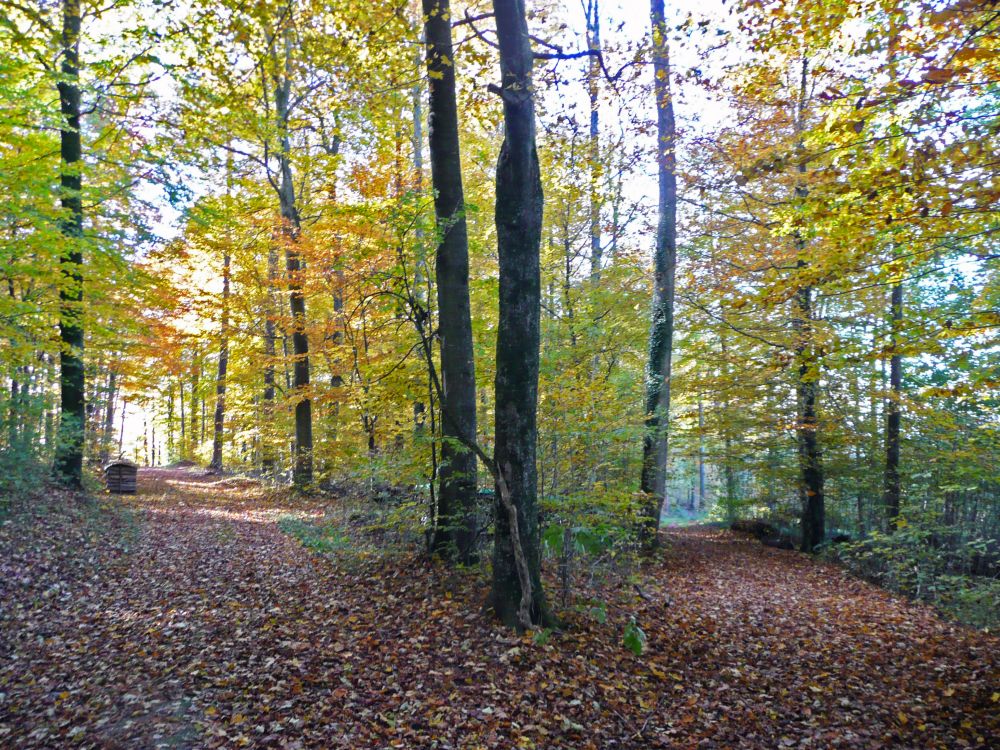 herbstlicher Waldweg