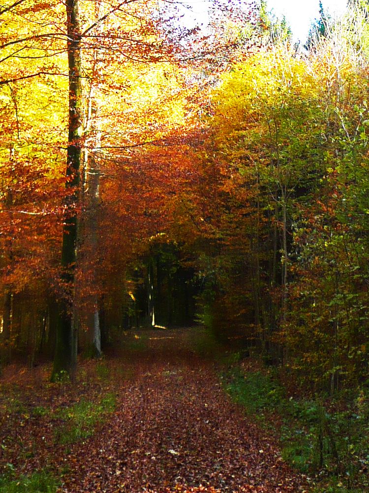 herbstlicher Waldweg