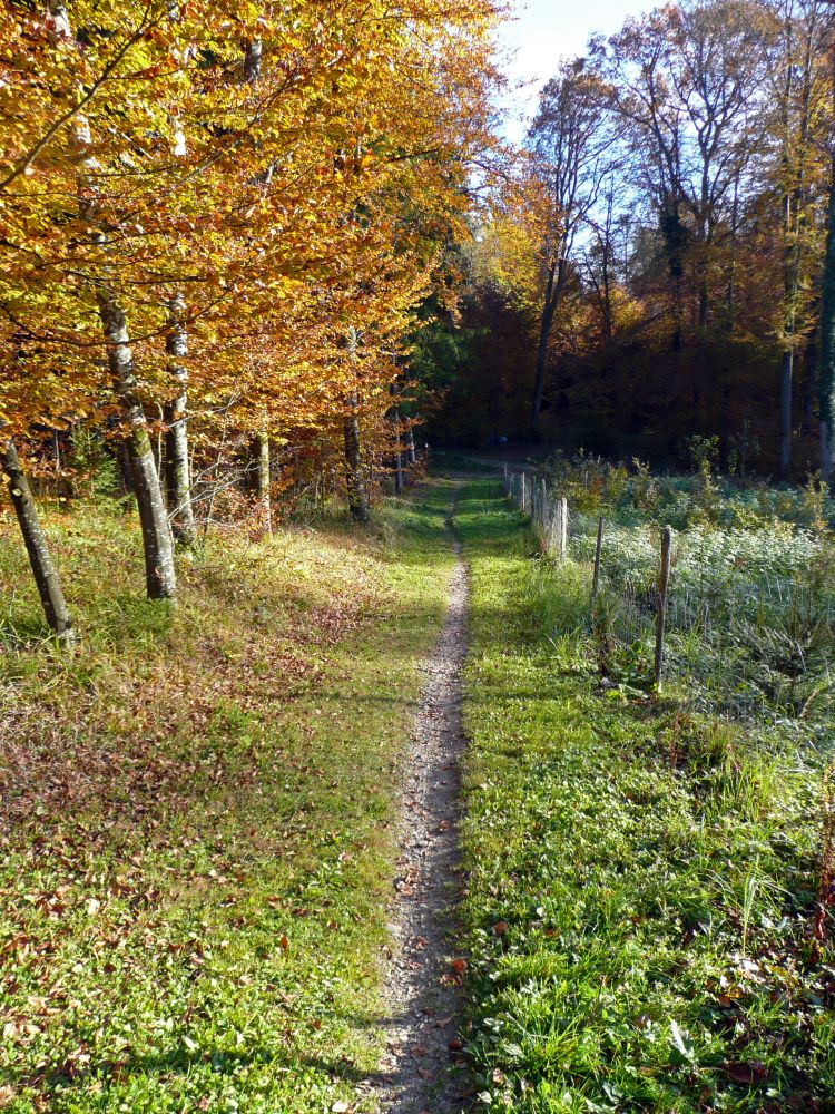 herbstlicher Waldweg