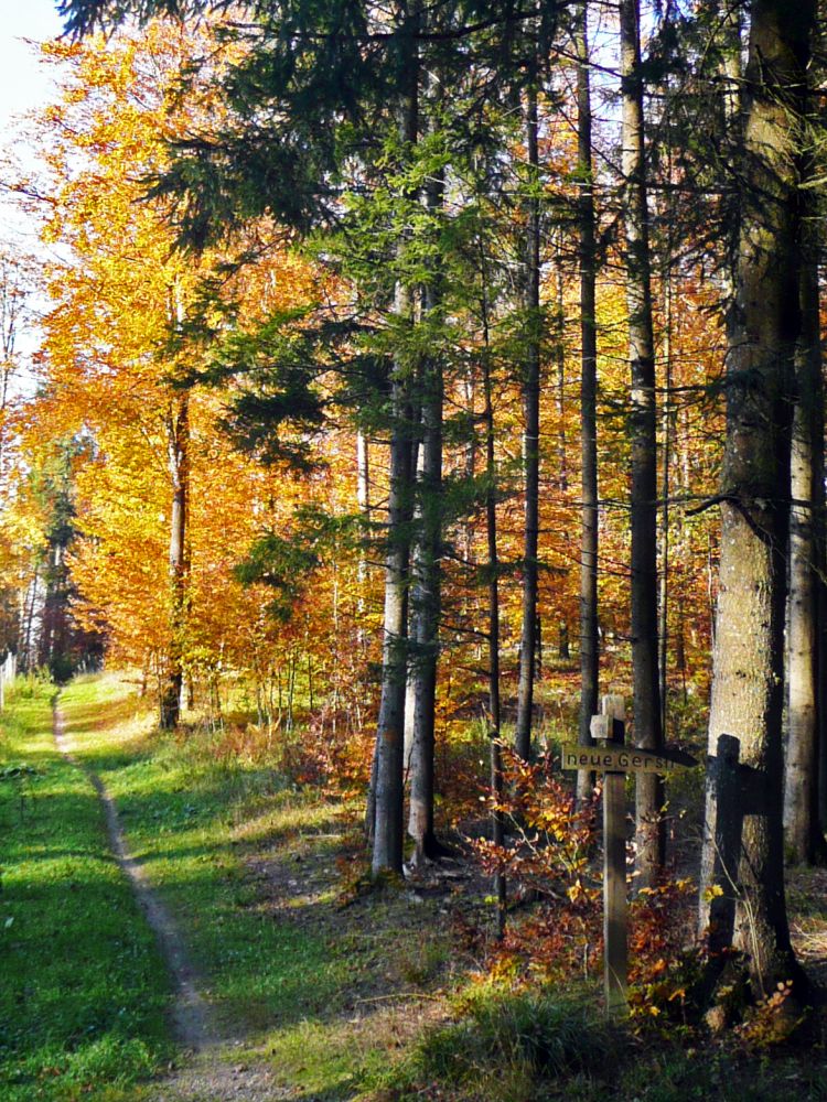 herbstlicher Waldweg