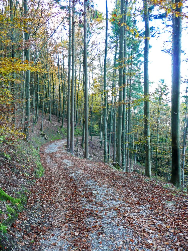 herbstlicher Waldweg