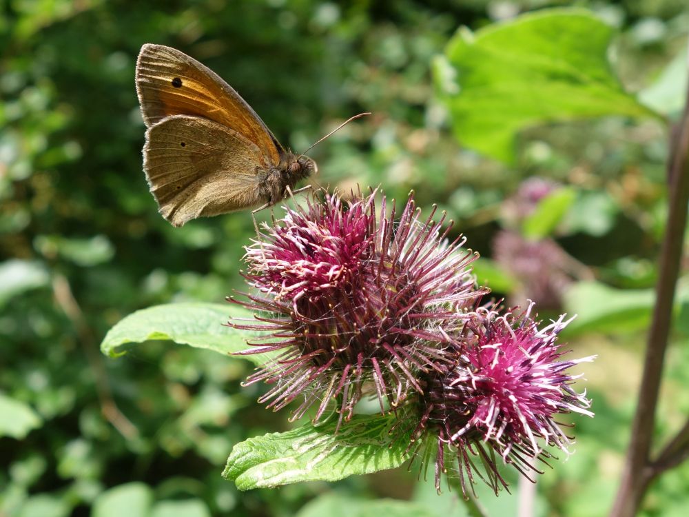 Schmetterling auf Distelblüte