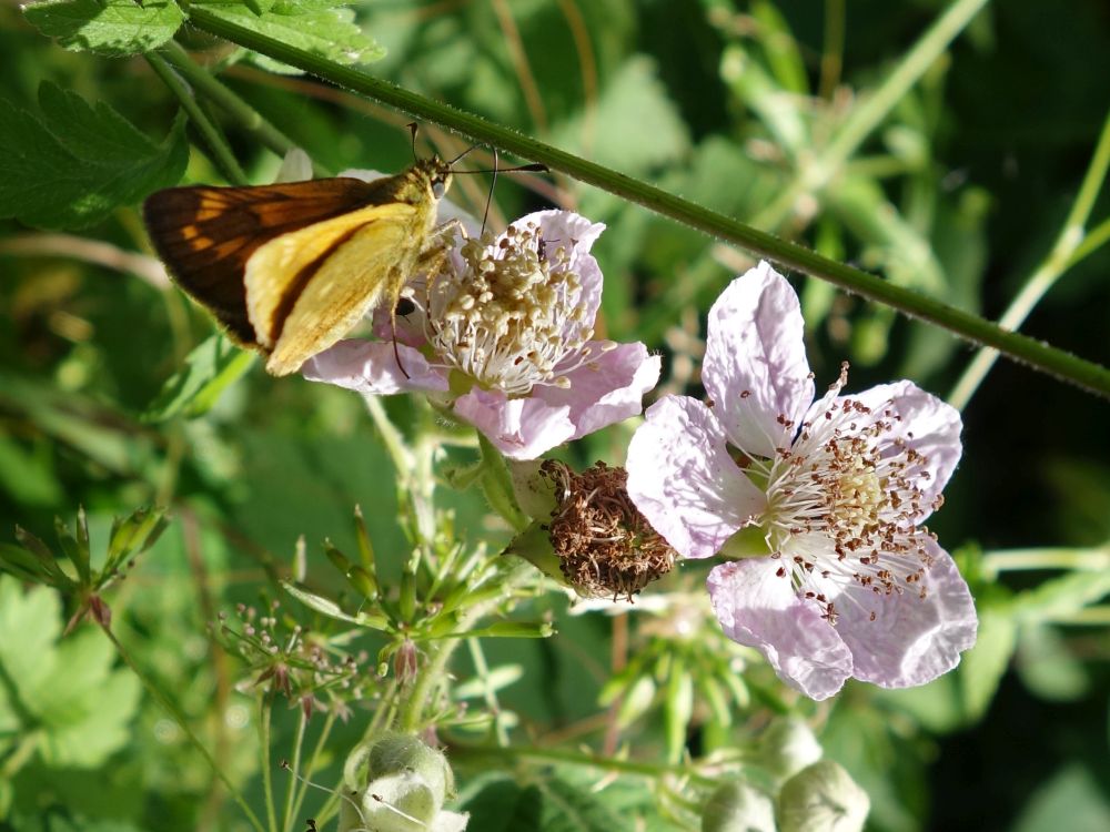 Schmetterlin auf Brombeerblüten