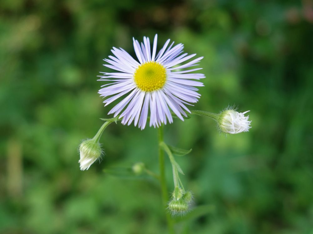 Wildblüte