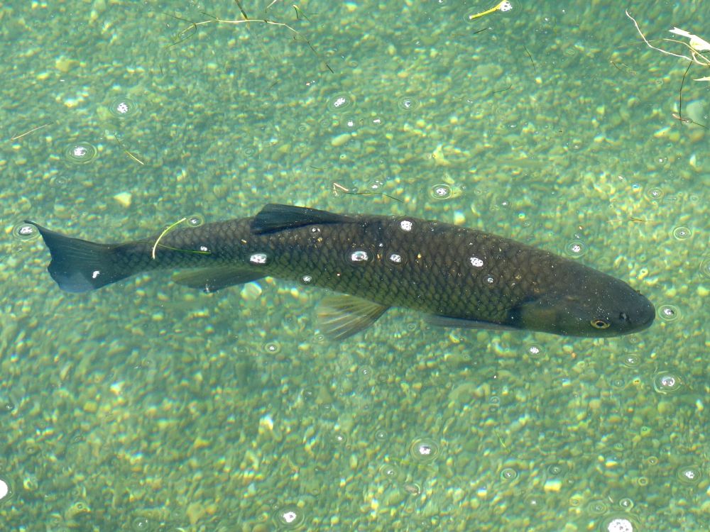 Fisch im Rhein