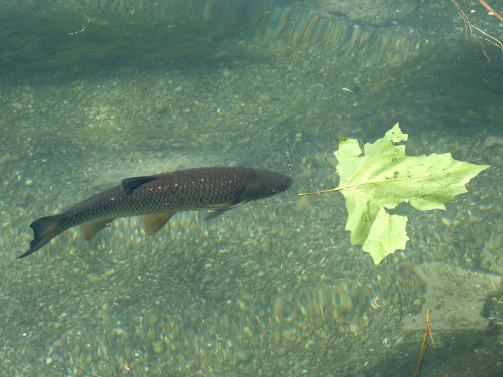 Fisch im Rhein