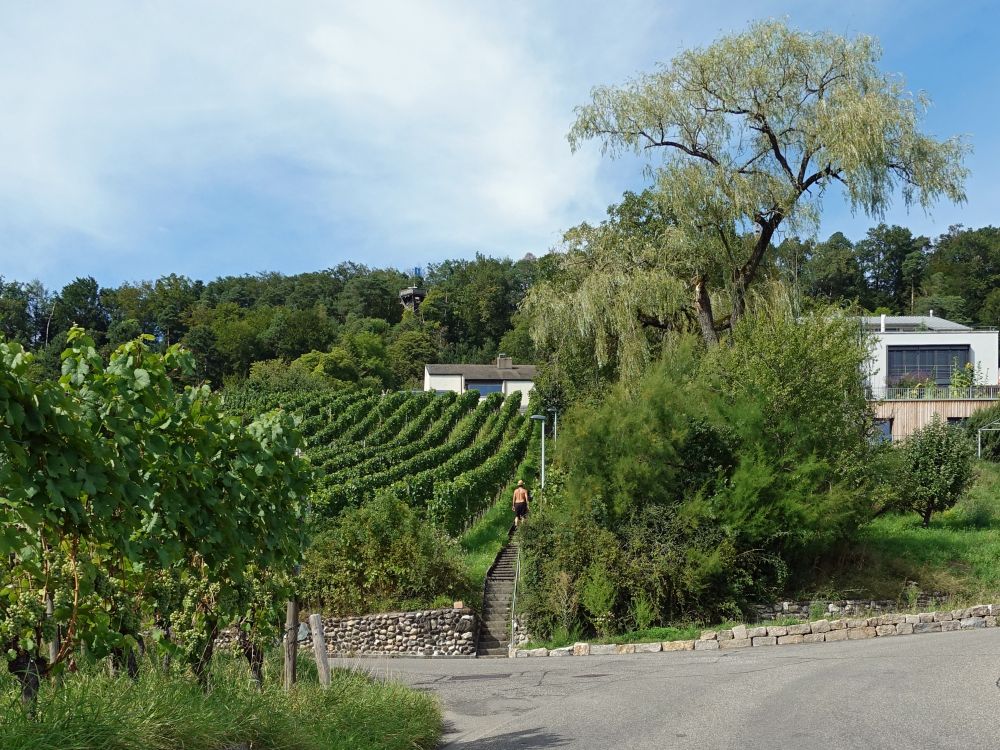 Hörnliturm überm Weinberg