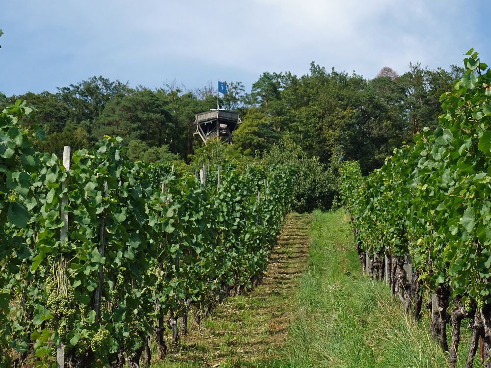 Hörnliturm überm Weinberg